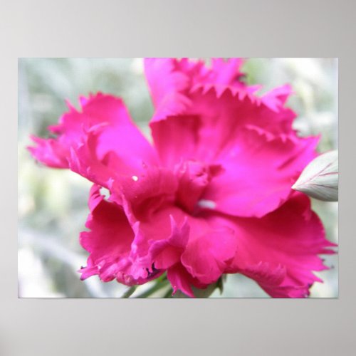 Pink Carnation Print print