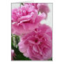 Pink Carnations 1