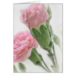 Pink Carnations 2 Serene Cards