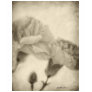 Pink Carnations 3 Antiqued 2