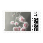 Pink Centered Carnations 1 - Ethereal Radiance Pink Centered Carnations 1 - Ethereal Radiance