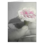 Pink Centered Carnations 2 - Contemplation Pink Centered Carnations 2 - Contemplation
