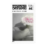 Pink Centered Carnations 2 - Contemplation Pink Centered Carnations 2 - Contemplation