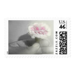 Pink Centered Carnations 2 - Contemplation Pink Centered Carnations 2 - Contemplation