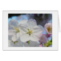 Pink Cherry Blossom cards by johnforbes Pink Cherry Blossom cards