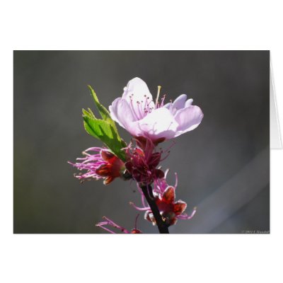 cherry blossom flower meaning. Pink Cherry Blossom card by