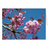 pink cherry blossom cards
