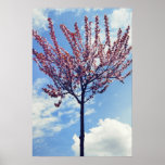 Pink Cherry Blossom Tree Poster