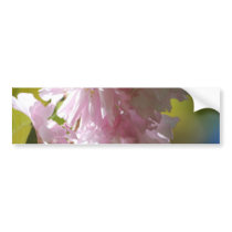 Pink Cherry Blossoms Bumper Stickers