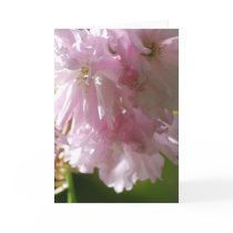Pink Cherry Blossoms Greeting Card