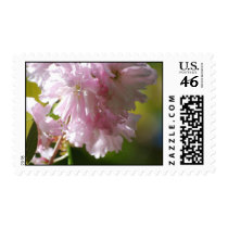 Pink Cherry Blossoms Postage Stamp
