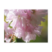 Pink Cherry Blossoms Postcards