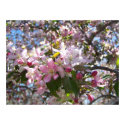 Pink Cherry Blossoms posters