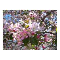 Pink Cherry Blossoms posters