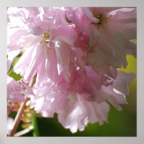 Pink Cherry Blossoms Poster