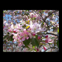 Pink Cherry Blossoms posters