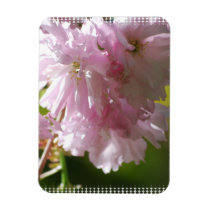 Pink Cherry Blossoms Premium Magnet