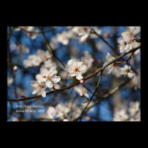 Pink Cherry Blossoms posters
