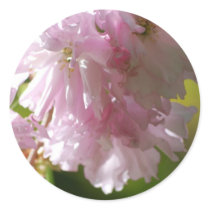 Pink Cherry Blossoms Stickers