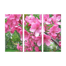 Pink Cherry Blossoms Trio Canvas Print