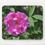 Pink Chestnut Rose Mousepad
