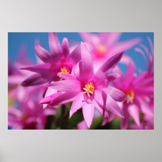Pink Christmas Cactus Flowers Posters