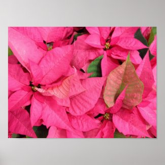 Pink Christmas Poinsettia Flowers