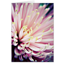 Pink Chrysanthemum card cards