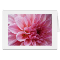 Pink Chrysanthemum Cards by junipergrove Pink Chrysanthemum Cards