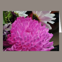 Pink Chrysanthemum cards