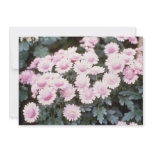 puce, brink, pink, hollywood, cerise, flowers,