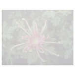 Pink Chrysanthemum 'Height Of Beauty' (Florist Chr Personalized Letterhead