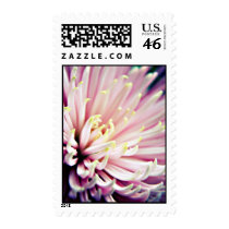 Pink Chrysanthemum Postage stamps stamps