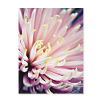 Pink Chrysanthemum postcard postcards