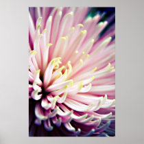 Pink Chrysanthemum Print posters