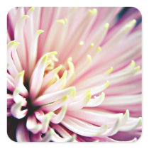 Pink Chrysanthemum stickers stickers