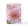 Pink Chrysanthemums 1