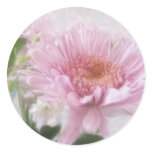 Pink Chrysanthemums 4 Pink Chrysanthemums 4