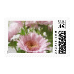 Pink Chrysanthemums 5 Elegance Pink Chrysanthemums 5 Elegance