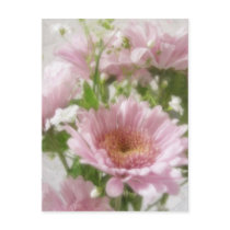 Pink Chrysanthemums 5 Elegance postcards by LivingNature Pink Chrysanthemums 5 Elegance postcards