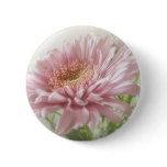 Pink Chrysanthemums 6 Glimmer Pink Chrysanthemums 6 Glimmer