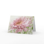 Pink Chrysanthemums 6 Glimmer Pink Chrysanthemums 6 Glimmer