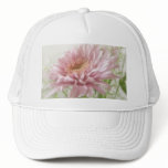 Pink Chrysanthemums 6 Glimmer Pink Chrysanthemums 6 Glimmer