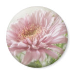 Pink Chrysanthemums 6 Glimmer Pink Chrysanthemums 6 Glimmer