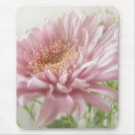 Pink Chrysanthemums 6 Glimmer Pink Chrysanthemums 6 Glimmer