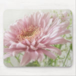Pink Chrysanthemums 6 Glimmer Pink Chrysanthemums 6 Glimmer