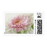 Pink Chrysanthemums 6 Glimmer Pink Chrysanthemums 6 Glimmer
