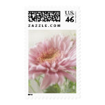 Pink Chrysanthemums 6 Glimmer Pink Chrysanthemums 6 Glimmer