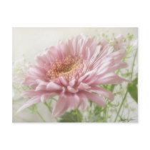Pink Chrysanthemums 6 Glimmer postcards by LivingNature Pink Chrysanthemums 6 Glimmer postcards