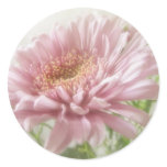 Pink Chrysanthemums 6 Glimmer Pink Chrysanthemums 6 Glimmer
